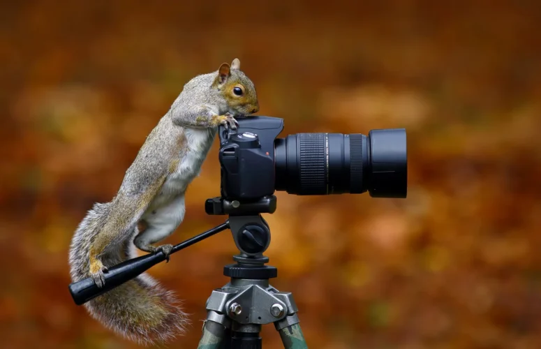 Camera for Wildlife Photography