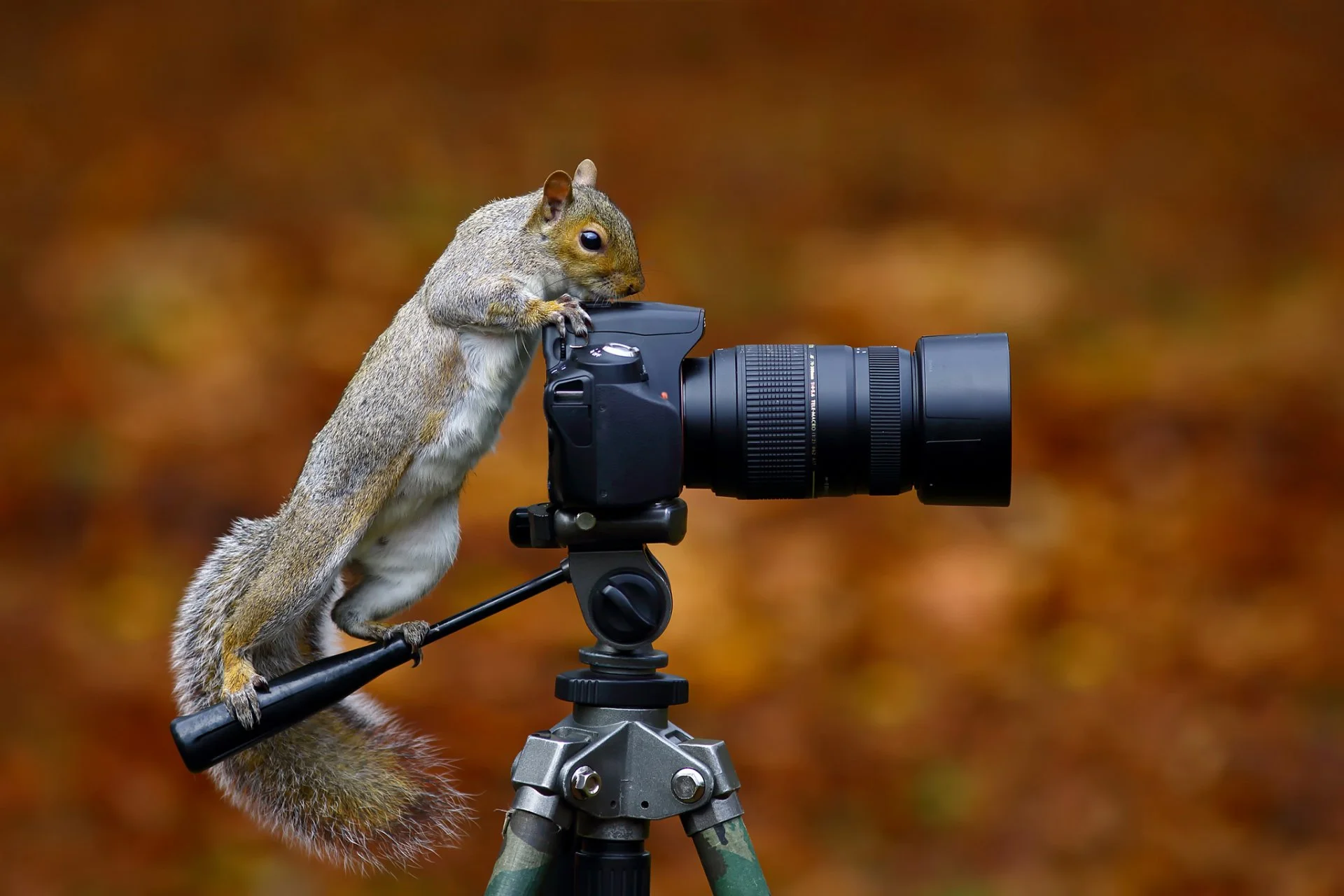 Camera for Wildlife Photography