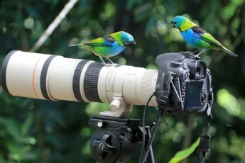 birds top camera