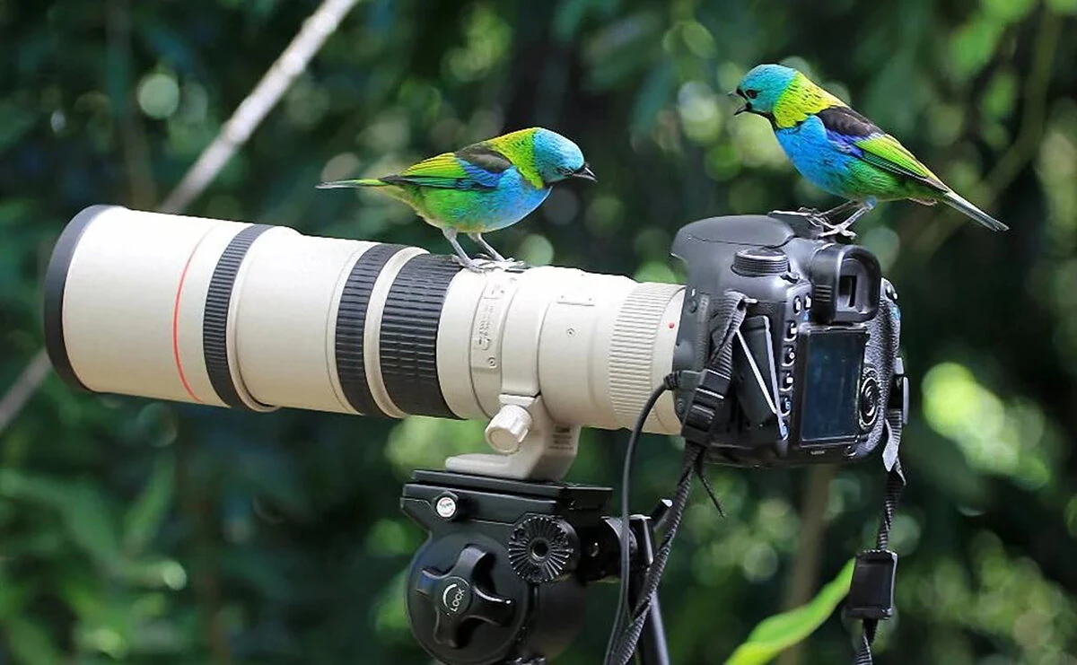 birds top camera